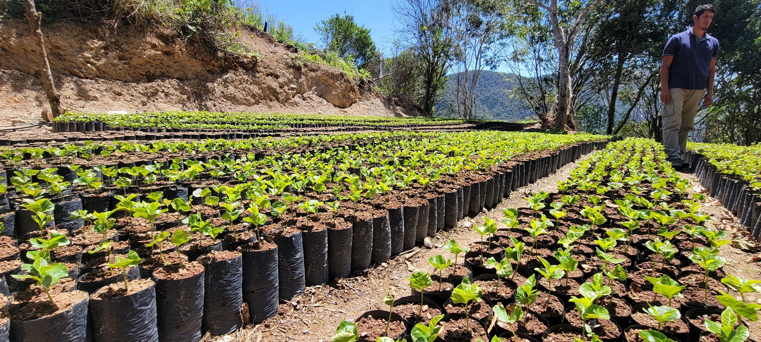 Foco en el Café: De Semilla a Retoño