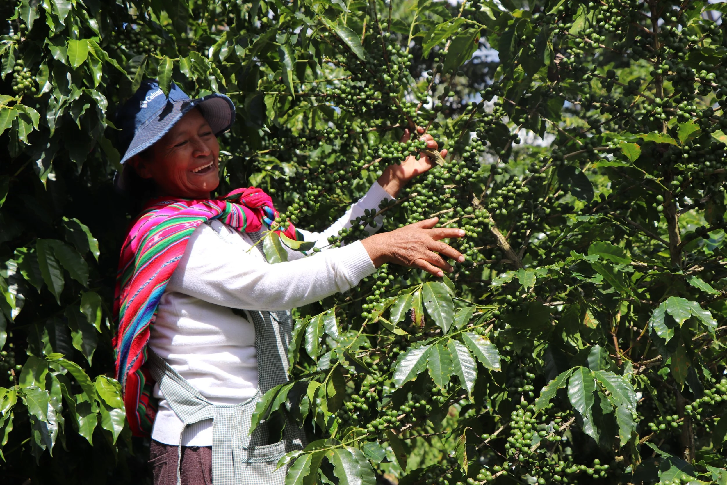 Coffee Spotlight: Care and Maturation