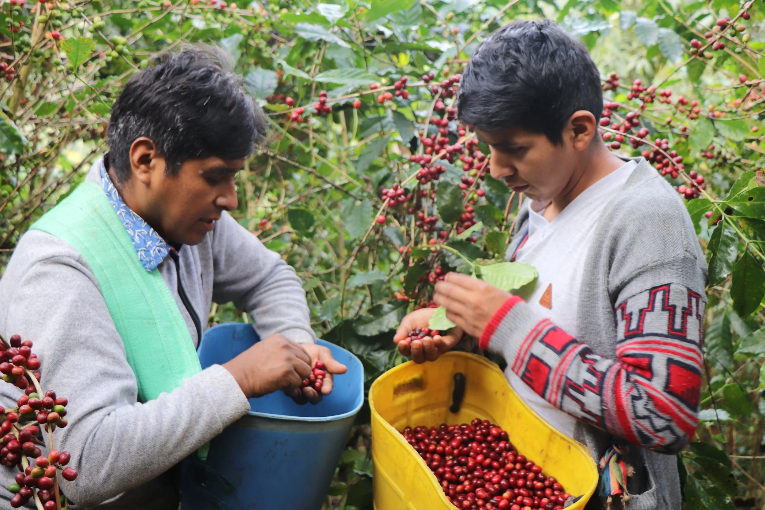 Coffee Spotlight: Selection for Harvest